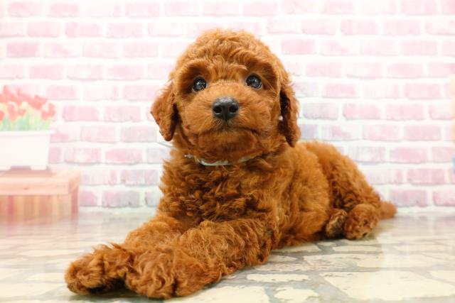 秋田県のトイプードル(トイ) (Coo&RIKU秋田店/2025年8月1日生まれ/男の子/レッド)の子犬の2枚目の画像