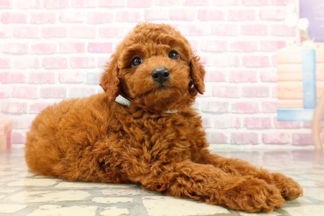 秋田県のトイプードル(トイ) (Coo&RIKU秋田店/2025年8月1日生まれ/男の子/レッド)の子犬の3枚目の画像