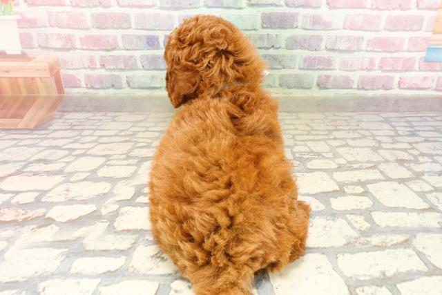 秋田県のトイプードル(トイ) (Coo&RIKU秋田店/2025年8月1日生まれ/男の子/レッド)の子犬の4枚目の画像
