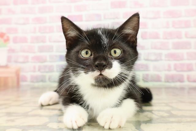 新潟県のマンチカン (Coo&RIKU上越店/2025年7月31日生まれ/男の子/ブラックホワイト)の子猫の1枚目の画像