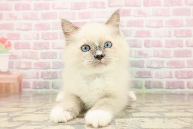 北海道のラグドール (Coo&RIKU札幌東店/2025年7月22日生まれ/男の子/ブルーポイントミテッド)の子猫の1枚目の画像