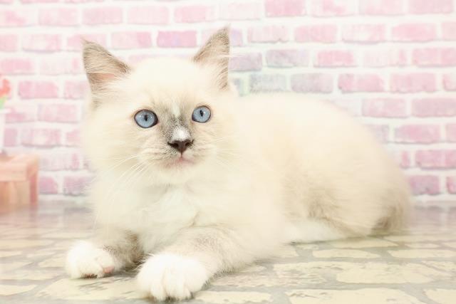 北海道のラグドール (Coo&RIKU札幌東店/2025年7月22日生まれ/男の子/ブルーポイントミテッド)の子猫の2枚目の画像