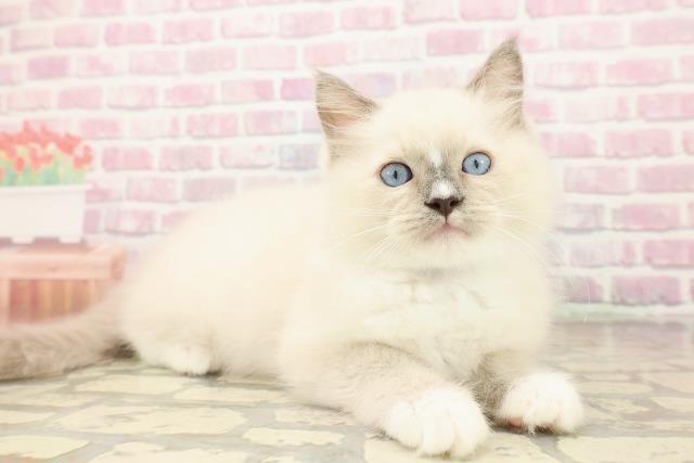 北海道のラグドール (Coo&RIKU札幌東店/2025年7月22日生まれ/男の子/ブルーポイントミテッド)の子猫の3枚目の画像