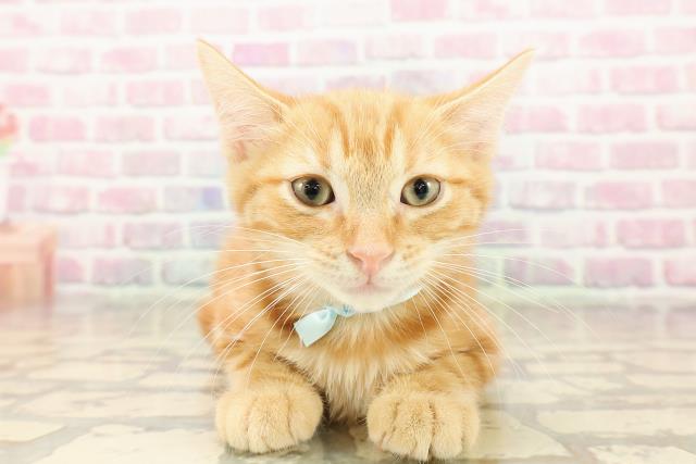 青森県のアメリカンカール (Coo&RIKU弘前店/2025年7月21日生まれ/男の子/レッドタビー)の子猫の1枚目の画像