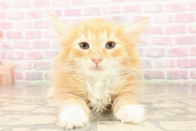 北海道のノルウェージャンフォレストキャット (Coo&RIKU釧路店/2025年7月21日生まれ/男の子/レッドタビーホワイト)の子猫の1枚目の画像