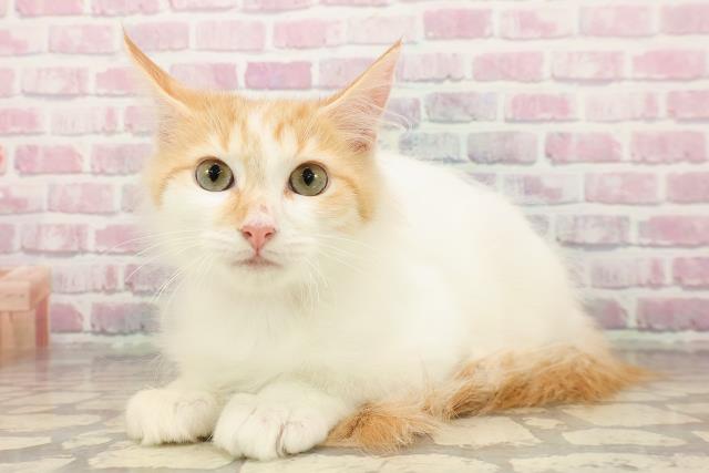 新潟県のメインクーン (Coo&RIKU長岡店/2025年5月27日生まれ/女の子/レッドタビーホワイト)の子猫の2枚目の画像
