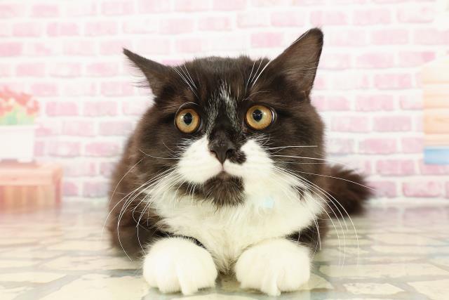 石川県のラガマフィン (Coo&RIKU金沢店/2025年5月30日生まれ/男の子/ブラックホワイト)の子猫の1枚目の画像