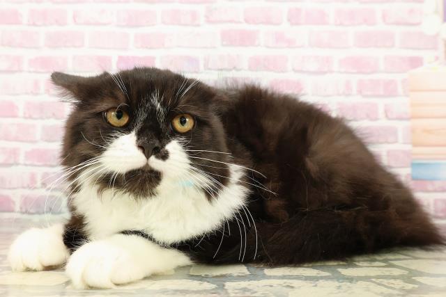 石川県のラガマフィン (Coo&RIKU金沢店/2025年5月30日生まれ/男の子/ブラックホワイト)の子猫の2枚目の画像