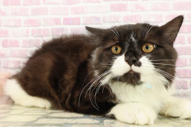 石川県のラガマフィン (Coo&RIKU金沢店/2025年5月30日生まれ/男の子/ブラックホワイト)の子猫の3枚目の画像