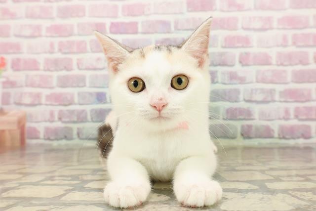 北海道のスコティッシュフォールド (Coo&RIKU函館店/2025年6月2日生まれ/女の子/キャリコ)の子猫