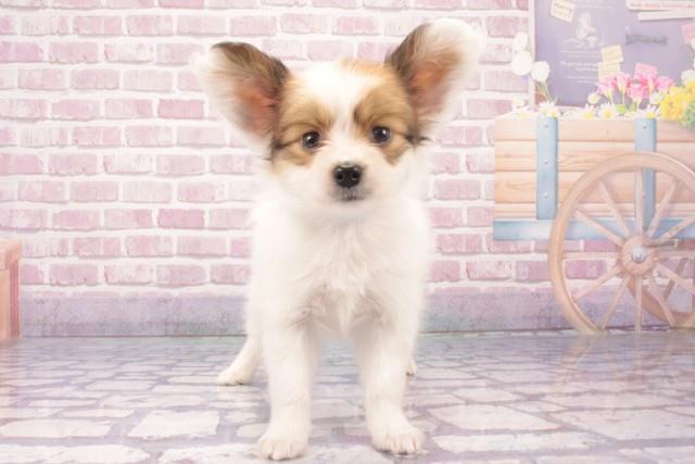大阪府のパピヨン (Coo&RIKU枚方店/2025年2月4日生まれ/男の子/ホワイトブラウン)の子犬の1枚目の画像