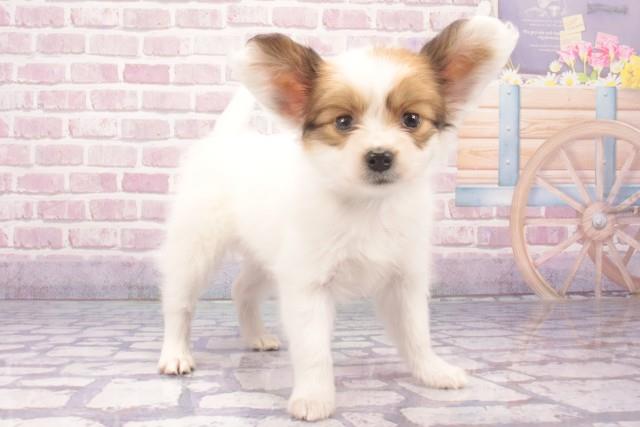 大阪府のパピヨン (Coo&RIKU枚方店/2025年2月4日生まれ/男の子/ホワイトブラウン)の子犬の2枚目の画像