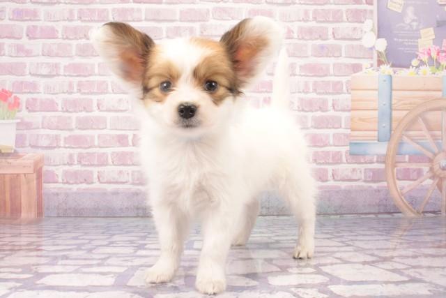 大阪府のパピヨン (Coo&RIKU枚方店/2025年2月4日生まれ/男の子/ホワイトブラウン)の子犬の3枚目の画像