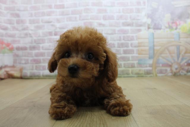 茨城県のトイプードル(トイ) (Coo&RIKU牛久店/2025年7月28日生まれ/女の子/レッド)の子犬の1枚目の画像