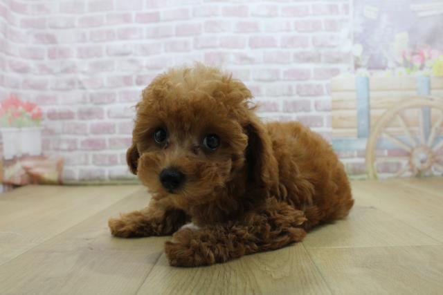 茨城県のトイプードル(トイ) (Coo&RIKU牛久店/2025年7月28日生まれ/女の子/レッド)の子犬の2枚目の画像