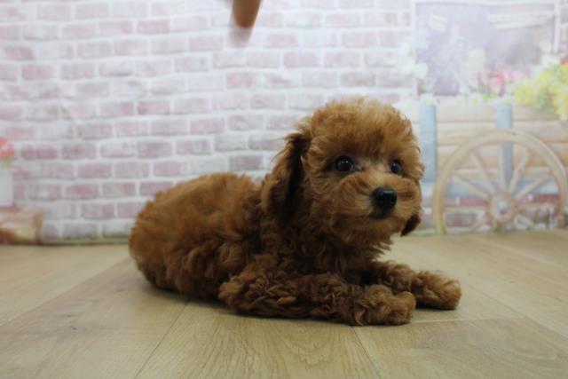 茨城県のトイプードル(トイ) (Coo&RIKU牛久店/2025年7月28日生まれ/女の子/レッド)の子犬の3枚目の画像