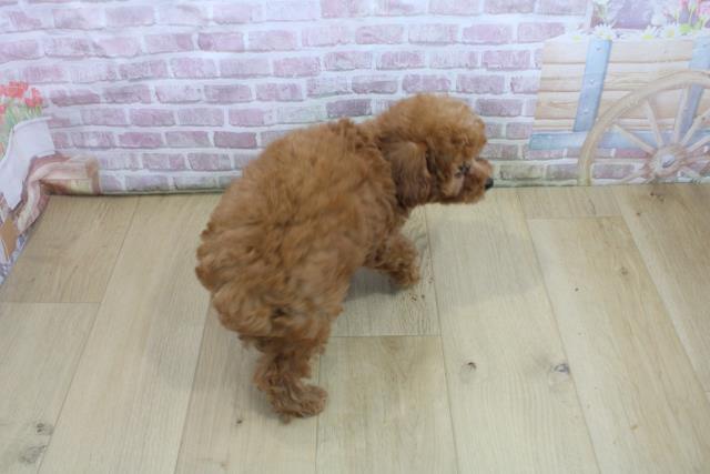 茨城県のトイプードル(トイ) (Coo&RIKU牛久店/2025年7月28日生まれ/女の子/レッド)の子犬の4枚目の画像