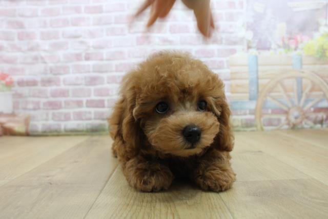 茨城県のトイプードル(トイ) (Coo&RIKU牛久店/2025年7月28日生まれ/女の子/レッド)の子犬の1枚目の画像