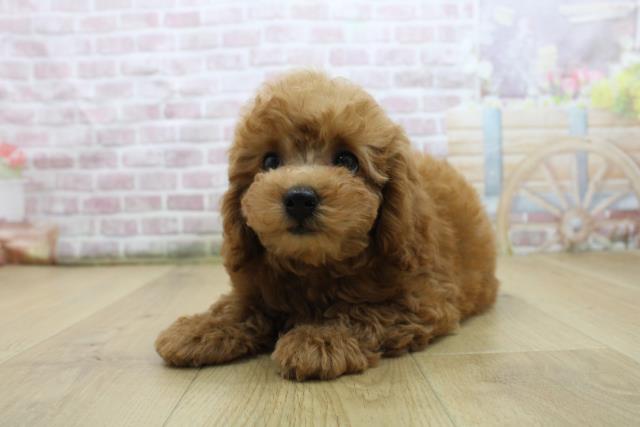 茨城県のトイプードル(トイ) (Coo&RIKU牛久店/2025年7月28日生まれ/女の子/レッド)の子犬の2枚目の画像