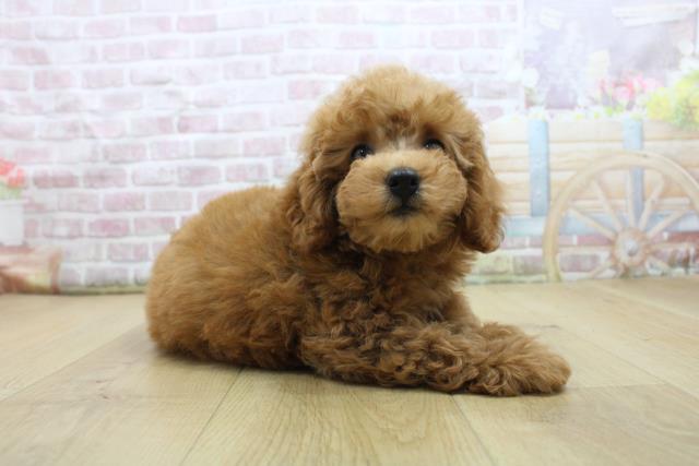 茨城県のトイプードル(トイ) (Coo&RIKU牛久店/2025年7月28日生まれ/女の子/レッド)の子犬の3枚目の画像