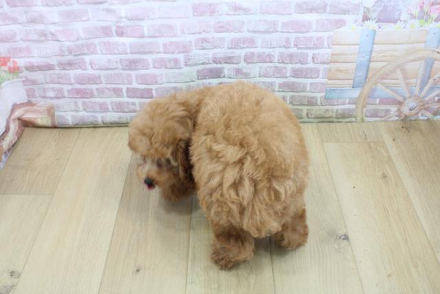 茨城県のトイプードル(トイ) (Coo&RIKU牛久店/2025年7月28日生まれ/女の子/レッド)の子犬の4枚目の画像