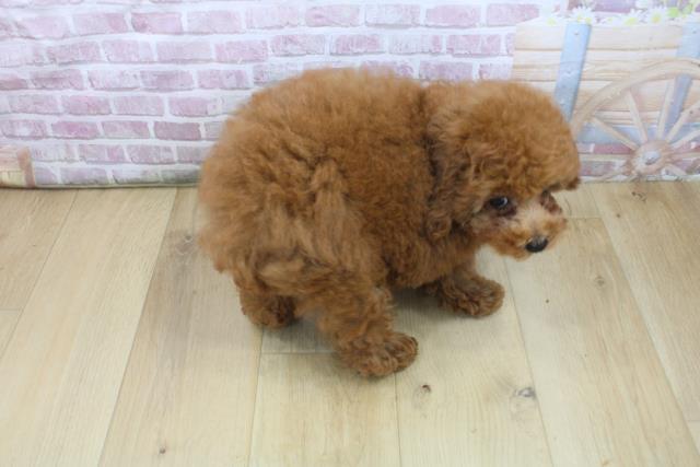 岩手県のトイプードル(トイ) (Coo&RIKU岩手盛岡店/2025年7月28日生まれ/女の子/レッド)の子犬の4枚目の画像