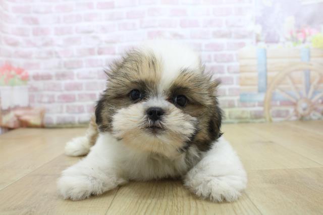 岩手県のシーズー (Coo&RIKU一関店/2025年7月28日生まれ/男の子/ゴールドホワイト)の子犬の1枚目の画像
