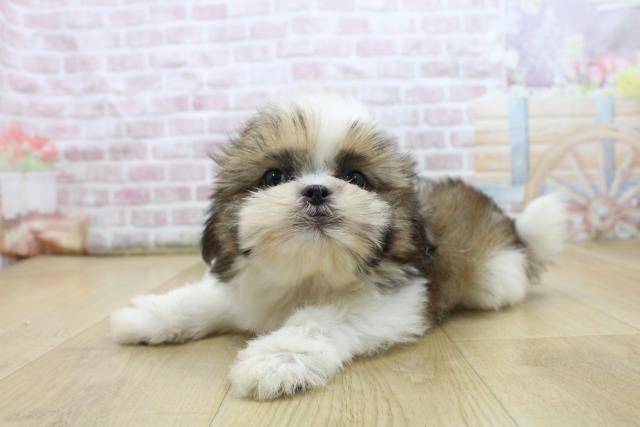 岩手県のシーズー (Coo&RIKU一関店/2025年7月28日生まれ/男の子/ゴールドホワイト)の子犬の2枚目の画像