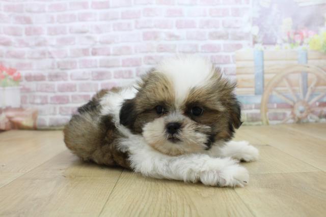 岩手県のシーズー (Coo&RIKU一関店/2025年7月28日生まれ/男の子/ゴールドホワイト)の子犬の3枚目の画像
