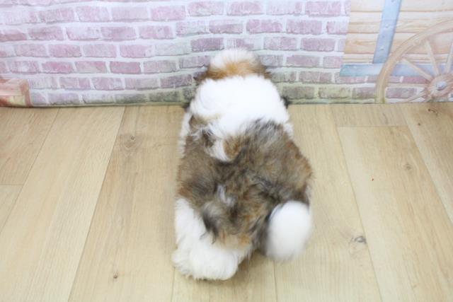 岩手県のシーズー (Coo&RIKU一関店/2025年7月28日生まれ/男の子/ゴールドホワイト)の子犬の4枚目の画像