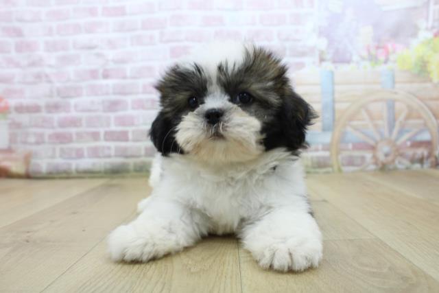青森県のシーズー (Coo&RIKU青森店/2025年7月28日生まれ/女の子/ゴールドホワイト)の子犬の1枚目の画像