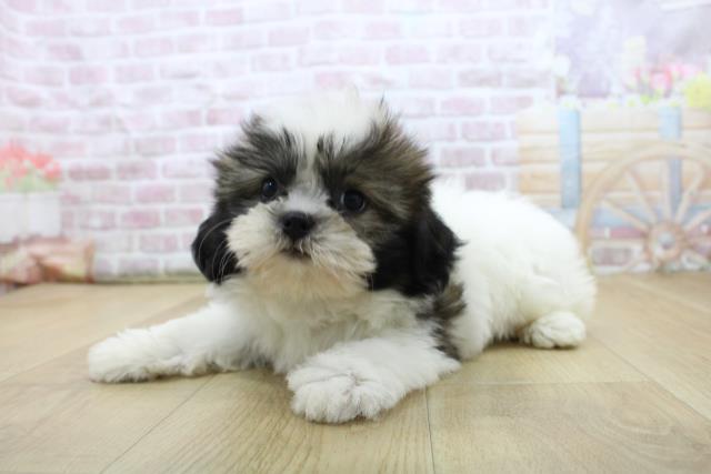 青森県のシーズー (Coo&RIKU青森店/2025年7月28日生まれ/女の子/ゴールドホワイト)の子犬の2枚目の画像