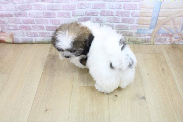 青森県のシーズー (Coo&RIKU青森店/2025年7月28日生まれ/女の子/ゴールドホワイト)の子犬の4枚目の画像