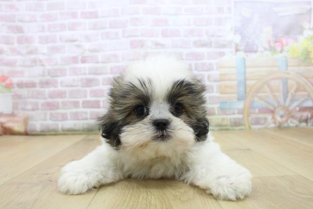 青森県のシーズー (Coo&RIKU八戸店/2025年7月28日生まれ/女の子/ゴールドホワイト)の子犬の1枚目の画像