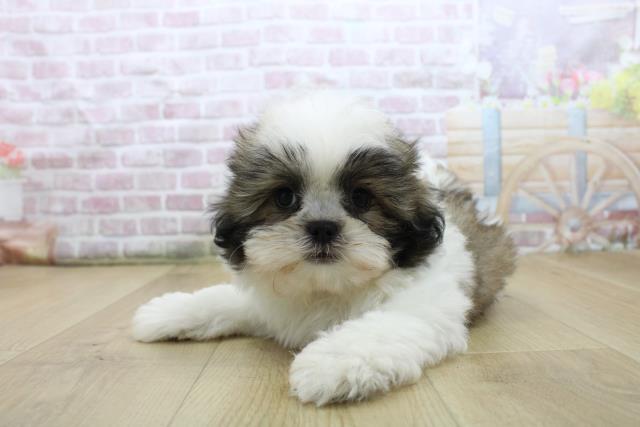 青森県のシーズー (Coo&RIKU八戸店/2025年7月28日生まれ/女の子/ゴールドホワイト)の子犬の2枚目の画像