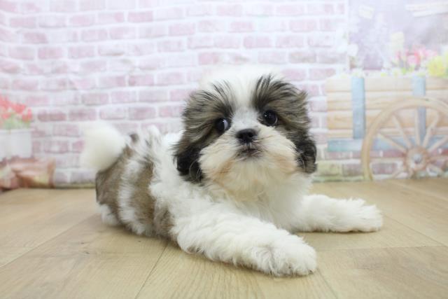 青森県のシーズー (Coo&RIKU八戸店/2025年7月28日生まれ/女の子/ゴールドホワイト)の子犬の3枚目の画像