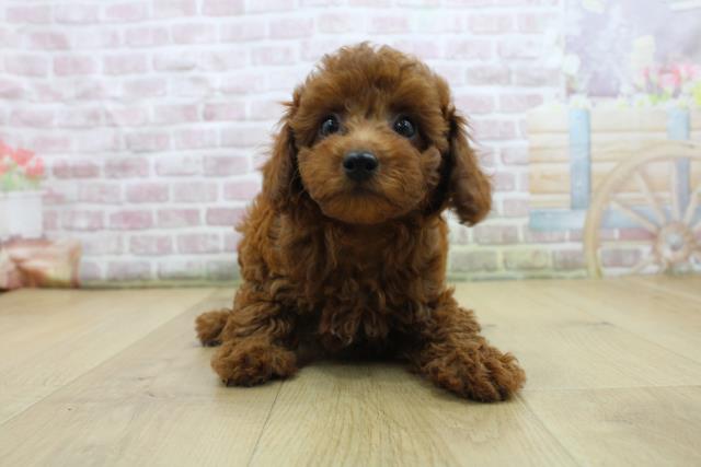 埼玉県のトイプードル(トイ) (Coo&RIKU春日部店/2025年7月30日生まれ/女の子/レッド)の子犬