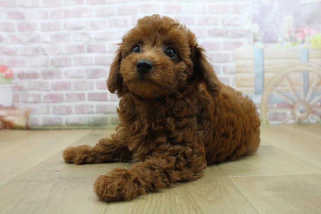 埼玉県のトイプードル(トイ) (Coo&RIKU春日部店/2025年7月30日生まれ/女の子/レッド)の子犬の2枚目の画像