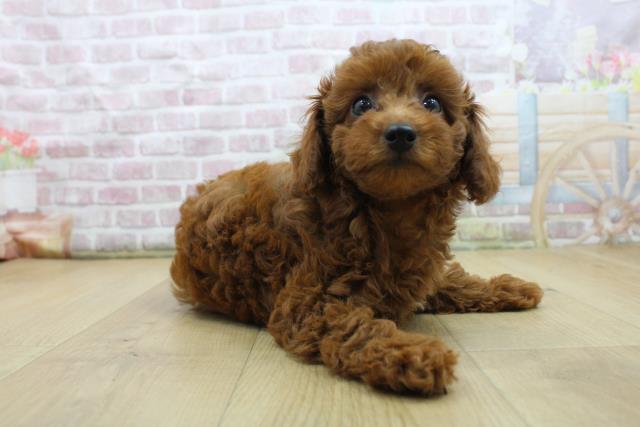 埼玉県のトイプードル(トイ) (Coo&RIKU春日部店/2025年7月30日生まれ/女の子/レッド)の子犬の3枚目の画像