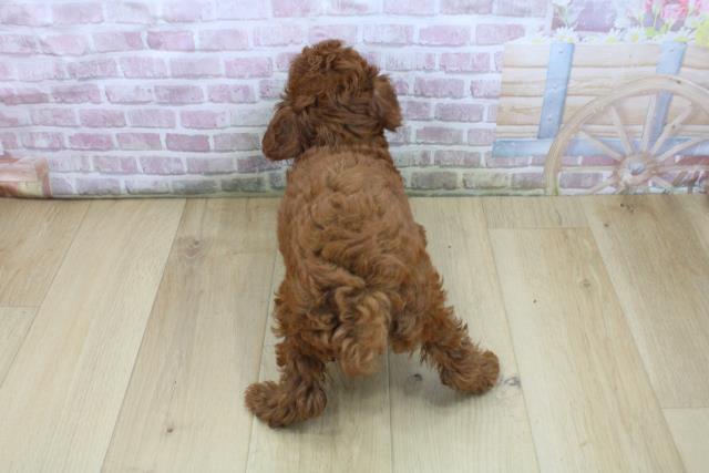 埼玉県のトイプードル(トイ) (Coo&RIKU春日部店/2025年7月30日生まれ/女の子/レッド)の子犬の4枚目の画像