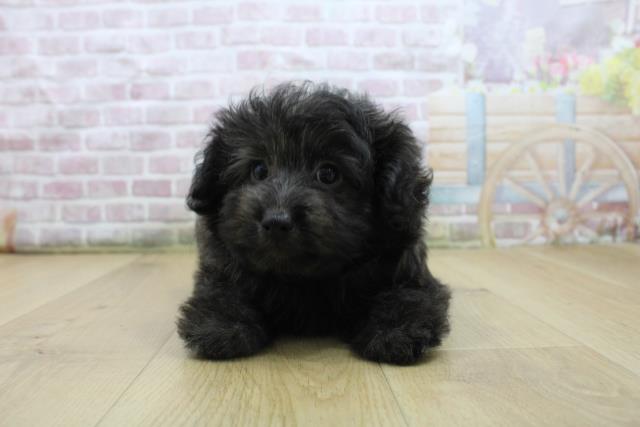 宮城県のハーフ犬・ミックス犬 (Coo&RIKU仙台太白店/2025年7月30日生まれ/男の子/ブリンドル)の子犬