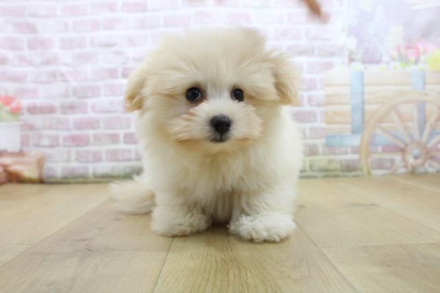 福島県のハーフ犬・ミックス犬 (Coo&RIKU福島店/2025年7月30日生まれ/女の子/クリーム)の子犬の1枚目の画像