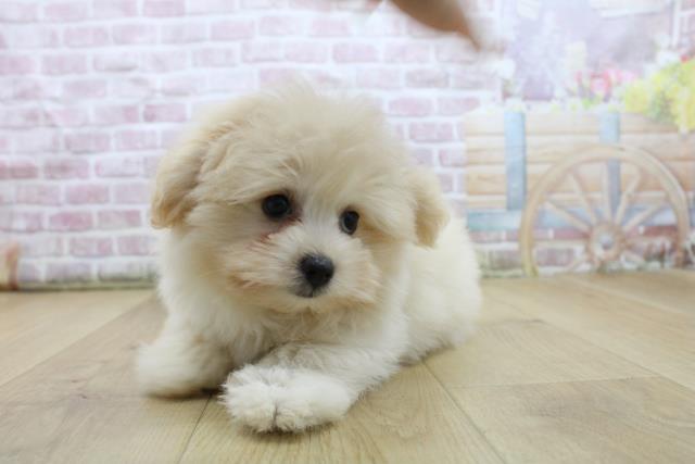 福島県のハーフ犬・ミックス犬 (Coo&RIKU福島店/2025年7月30日生まれ/女の子/クリーム)の子犬の2枚目の画像
