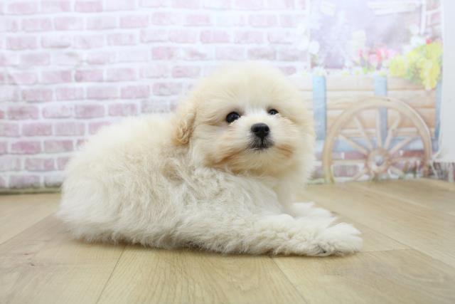福島県のハーフ犬・ミックス犬 (Coo&RIKU福島店/2025年7月30日生まれ/女の子/クリーム)の子犬の3枚目の画像