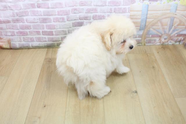 福島県のハーフ犬・ミックス犬 (Coo&RIKU福島店/2025年7月30日生まれ/女の子/クリーム)の子犬の4枚目の画像