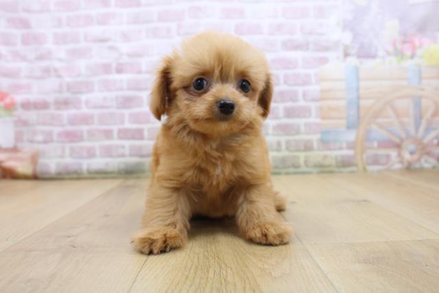 岩手県のハーフ犬・ミックス犬 (Coo&RIKU岩手盛岡店/2025年8月3日生まれ/男の子/レッド)の子犬