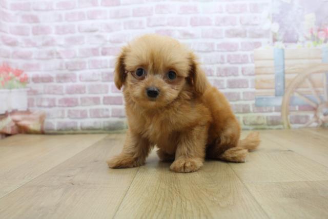 岩手県のハーフ犬・ミックス犬 (Coo&RIKU岩手盛岡店/2025年8月3日生まれ/男の子/レッド)の子犬の2枚目の画像