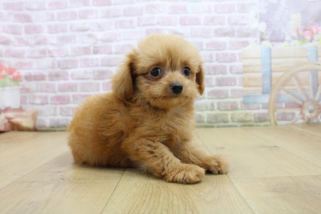 岩手県のハーフ犬・ミックス犬 (Coo&RIKU岩手盛岡店/2025年8月3日生まれ/男の子/レッド)の子犬の3枚目の画像