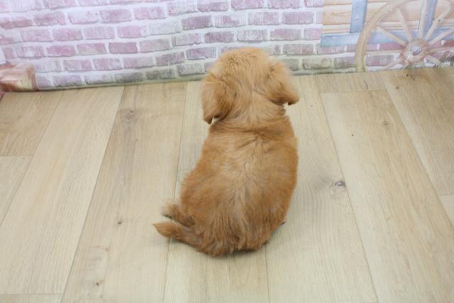 岩手県のハーフ犬・ミックス犬 (Coo&RIKU岩手盛岡店/2025年8月3日生まれ/男の子/レッド)の子犬の4枚目の画像