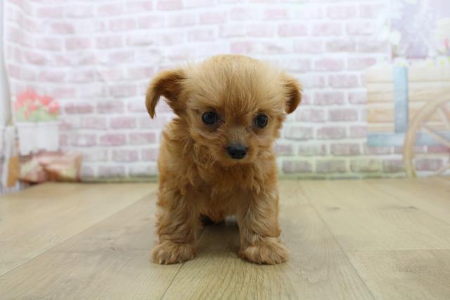 福島県のハーフ犬・ミックス犬 (Coo&RIKU郡山店/2025年8月3日生まれ/男の子/レッド)の子犬の1枚目の画像